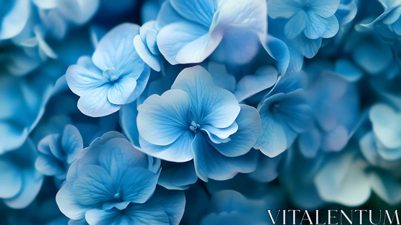 Delicate Blue Hydrangea Flowers in Soft Focus.