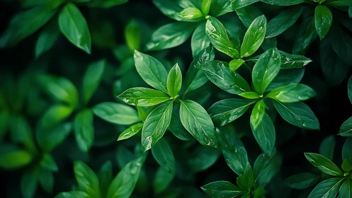 Close view of lush green leaves in natural light.