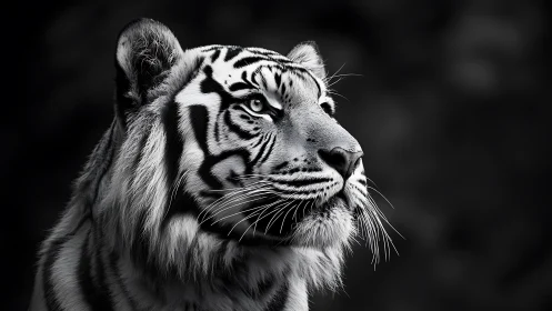 Majestic white tiger gazes right in high contrast profile