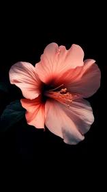 Coral hibiscus bloom rendered with dramatic backlighting and luminous translucency.