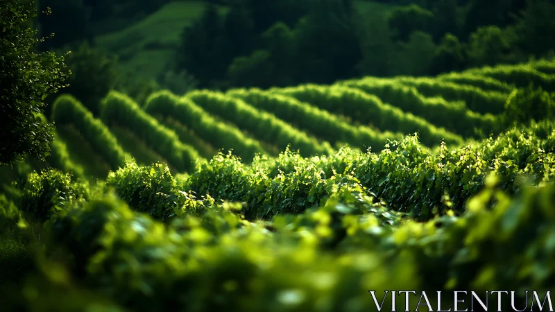 Green vineyard rows on rolling hills in soft evening light.