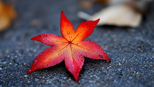 Red maple leaf with water droplets on dark textured ground.