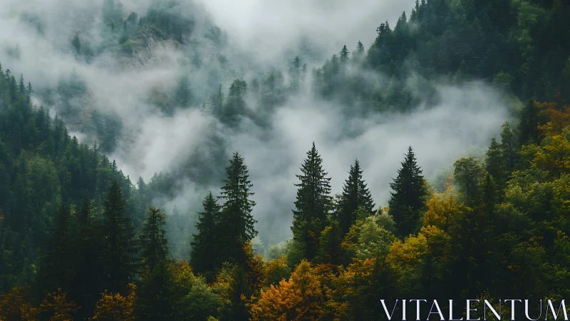 Evergreen Cathedral Emerges from Mist's Theatrical Veil