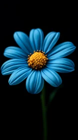 Single blue daisy in dramatic high-contrast studio lighting.
