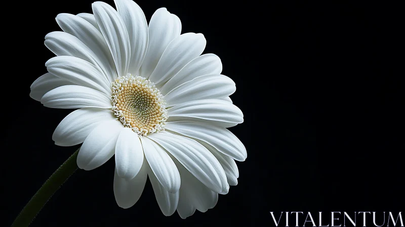Single white daisy leans gracefully in soft studio light