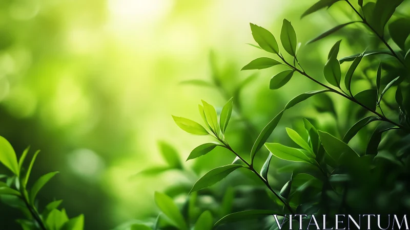 Sunlit Green Leaves in Nature, Soft Focus Botanical Style.