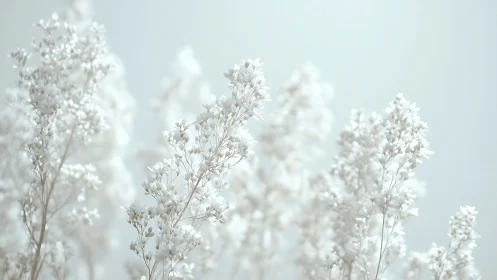 Delicate white flowers exhibit shallow depth of field in luminous botanical composition.