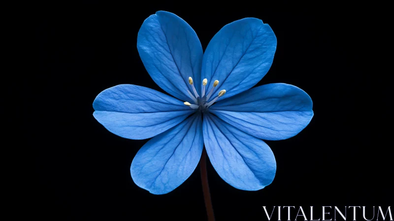 Delicate Blue Flower Petals Against Black Background.