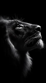 Majestic lion gazing upward in soft, dramatic light.