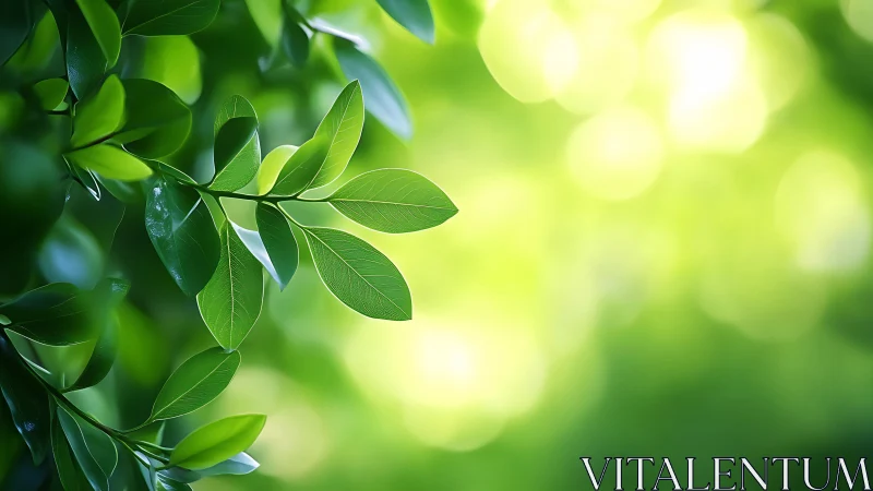 Green leaves extend into a softly blurred luminous background
