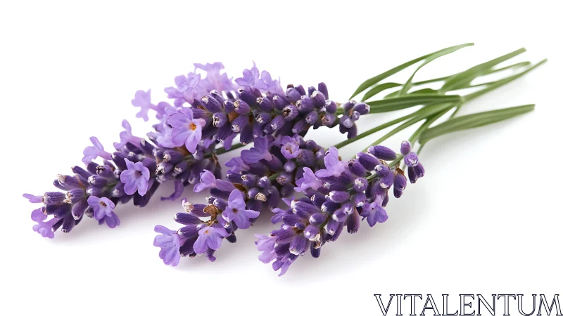 Fresh Lavender Sprigs Against White Background