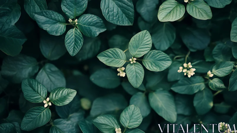 Green foliage with small buds in uniform top view composition.