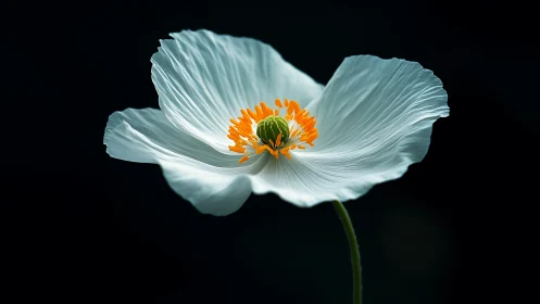 White Cosmos Flower with Orange Stamens Against Black