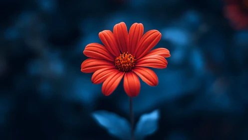 Vibrant Gerbera Daisy Bloom with Vivid Chromatic Rendering.