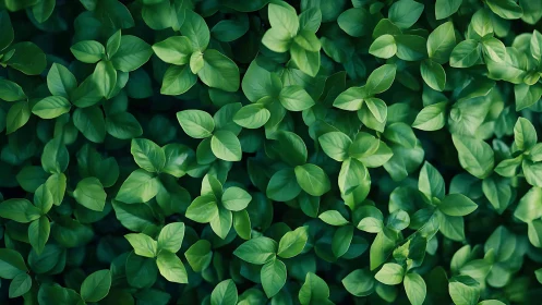 Top-down view isolates dense green foliage with soft diffused light
