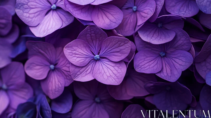 Purple Hydrangea Florets with Visible Venation Detail