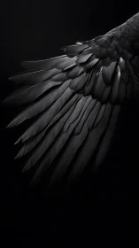 Monochrome detail of extended dark bird wing on black.