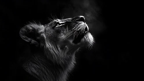 Side profile of lion in monochrome low key lighting.