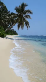 Paradise Beach: Where Palm Trees Meet Turquoise Waters.