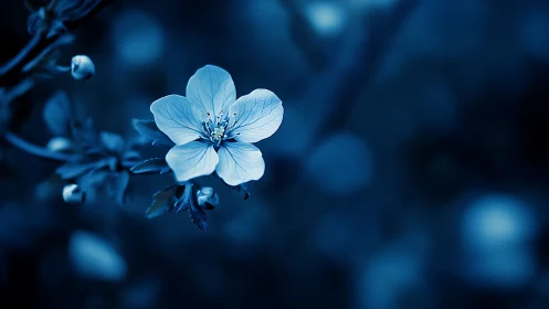 Blue Delicate Flower in Monochromatic Moonlight.