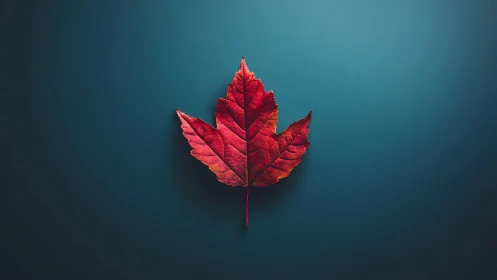 Macro study of single red maple leaf on teal gradient ground