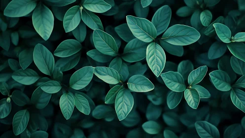 Dense cluster of green leaves fills the entire frame clearly