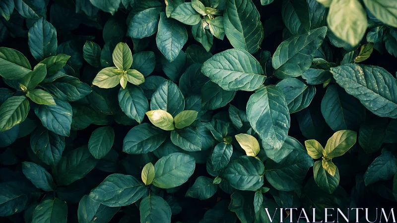 Top-down macro study of dense green foliage in moody light