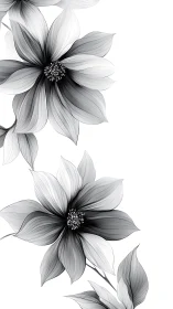 Monochrome Cosmos Blossoms with Radiating Petals.