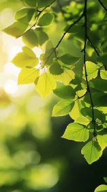 Sunlit green leaves glow softly in serene forest light.