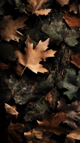 Dry maple leaves rest over dark textured forest bark