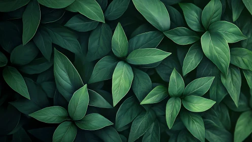 Lush overlapping green foliage in moody low key lighting.