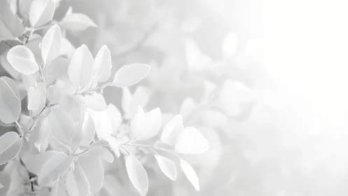 Whispers of white foliage drifting through soft daylight hush.