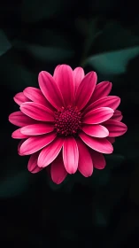 Vibrant Pink Gerbera Daisy in Full Bloom Against Dark Background.