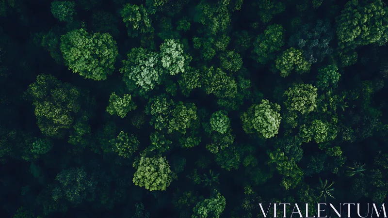 Drone view reveals dense forest canopy patterns.