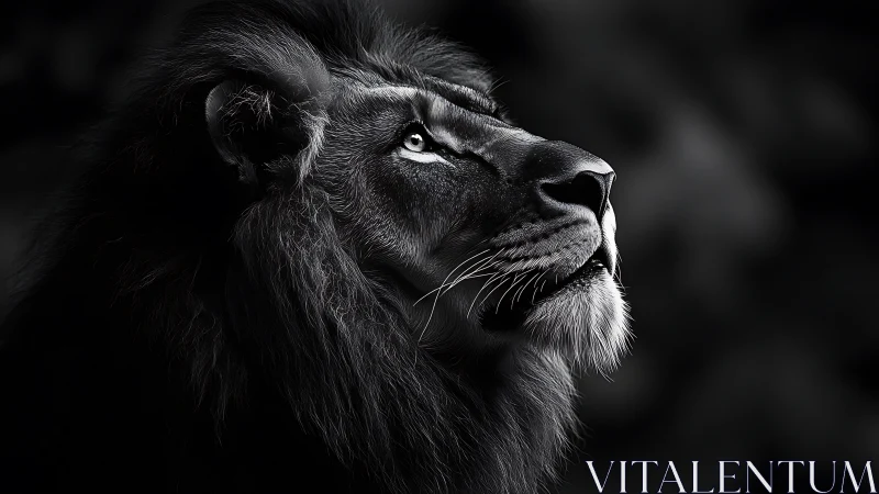 Side profile monochrome study of male lion in low light.