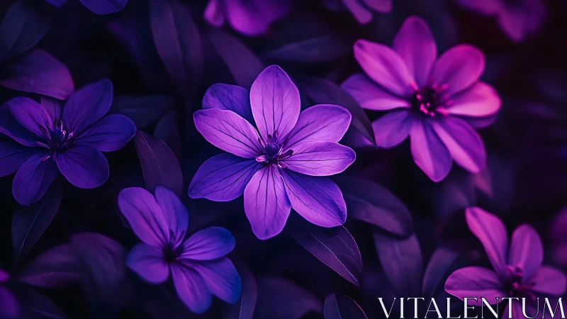 Purple Petaled Flowers Against Dark Background.