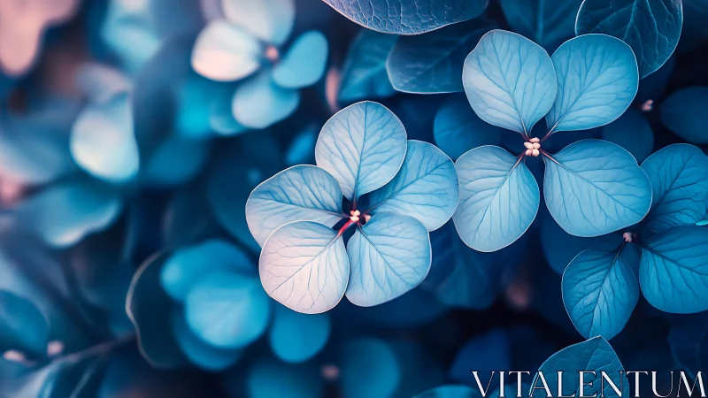 Blue Hydrangea Petals in Soft Focus Botanical Study