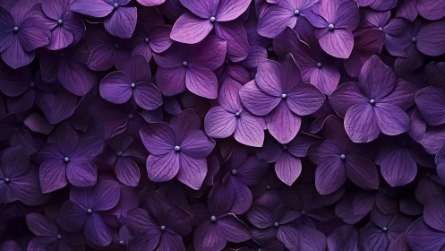 Dense Hydrangea Cluster With Radial Petal Geometry and Layered Depth