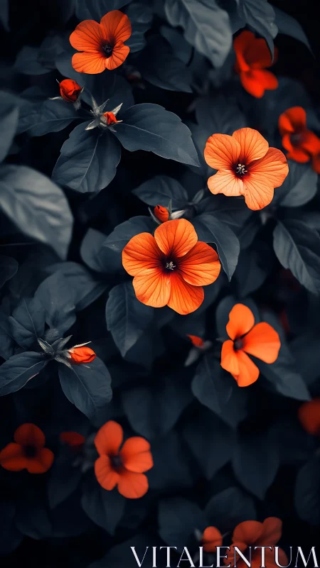 Botanical specimen with dark foliage and orange five-petal flowers.