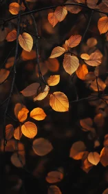Low-key photograph of backlit autumn leaves in shallow focus.