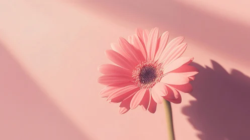 Pink Gerbera Daisy with Cast Shadow on Monochromatic Background