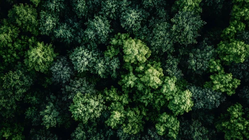 Lush Green Forest Canopy Aerial View with Vibrant Natural Texture.