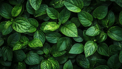 Dense green foliage pattern under soft diffused light