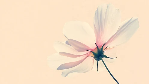 Backlit white flower rendered with soft gradients and minimal lines