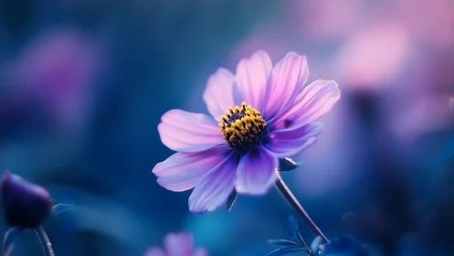 Pink Cosmos Flower with Yellow Center, Blurred Blue Background