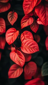Macro study of red foliage with shallow depth of field rendering.