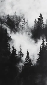 Fog-drenched pine forest in stark monochrome contrast.