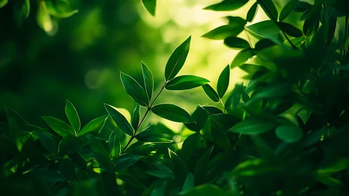 Sunlit Green Leaves in Soft Focus Nature Photography.