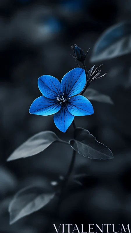 Stunning Blue Flower Blooms Against Moody Dark Background