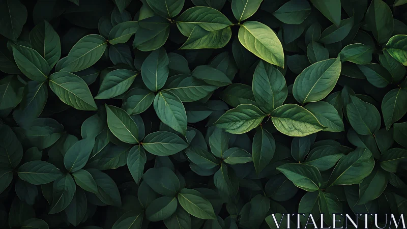 Lush layered foliage in moody low-key botanical study.